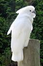 The Cockatoo