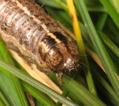 Attēlu rezultāti vaicājumam “Apamea remissa”