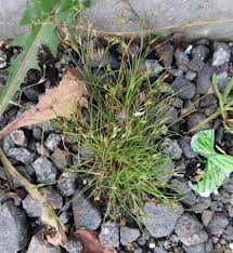 Attēlu rezultāti vaicājumam “Juncus bufonius”