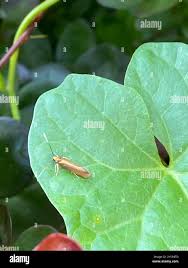 Attēlu rezultāti vaicājumam “Roeslerstammia erxlebella”