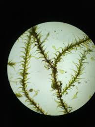 Attēlu rezultāti vaicājumam “Platydictya jungermannioides”