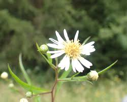 Attēlu rezultāti vaicājumam “Symphyotrichum x salignum”