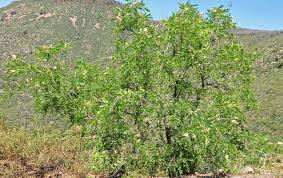 Attēlu rezultāti vaicājumam “Robinia neomexicana”