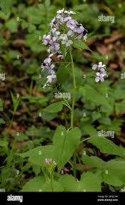Attēlu rezultāti vaicājumam “Lunaria rediviva flower”