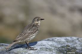 Image result for Anthus petrosus