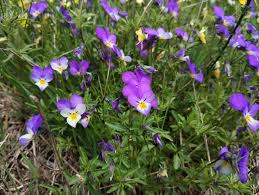 Attēlu rezultāti vaicājumam “Viola tricolor subsp. matutina”