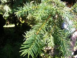 Attēlu rezultāti vaicājumam “Taxus wallichiana”