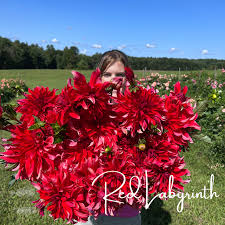 Image result for Dahlia `Red Skin`