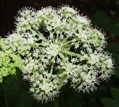 Image result for Angelica silvestris