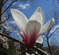Attēlu rezultāti vaicājumam “Magnolia cylindrica”