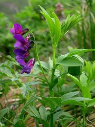 Attēlu rezultāti vaicājumam “Laserpitium pruthenicum”