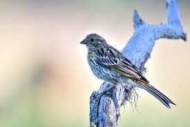 Attēlu rezultāti vaicājumam “Emberiza citrinella juvenile”