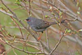 Image result for Sylvia sarda