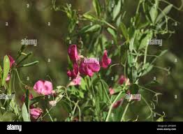 Attēlu rezultāti vaicājumam “Lathyrus tuberosus bud”