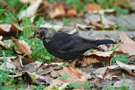 Attēlu rezultāti vaicājumam “Turdus merula juvenile”