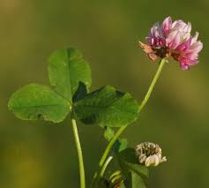 Attēlu rezultāti vaicājumam “Trifolium hybridum”