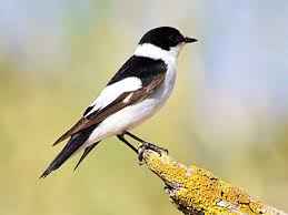 Image result for Ficedula albicollis