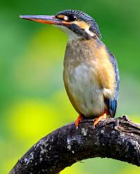 Attēlu rezultāti vaicājumam “Alcedo atthis nest”