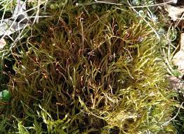 Attēlu rezultāti vaicājumam “Callicladium haldanianum”