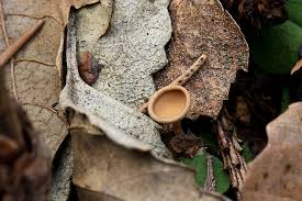 Attēlu rezultāti vaicājumam “Ciboria amentacea”