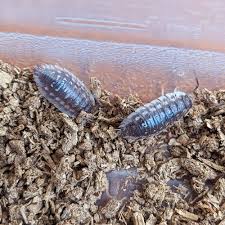 Attēlu rezultāti vaicājumam “Oniscus asellus”