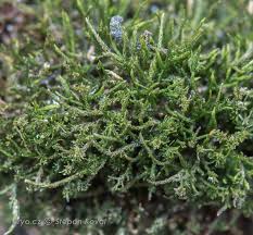 Attēlu rezultāti vaicājumam “Pseudoleskeella nervosa”