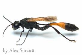 Attēlu rezultāti vaicājumam “Ammophila sp.”