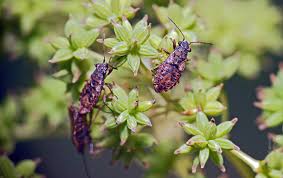 Attēlu rezultāti vaicājumam “Nithecus jacobaeae”