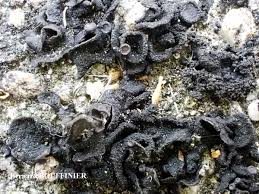 Attēlu rezultāti vaicājumam “Collema flaccidum”