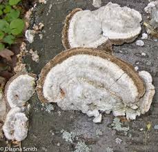 Attēlu rezultāti vaicājumam “Trametes hirsuta”