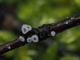 Attēlu rezultāti vaicājumam “Lachnella alboviolascens”