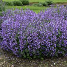 Attēlu rezultāti vaicājumam “Nepeta x faassenii leaf”