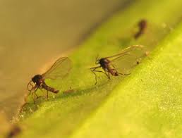 Attēlu rezultāti vaicājumam “Cecidomyiidae”