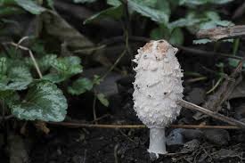 Attēlu rezultāti vaicājumam “Coprinus atramentarius”