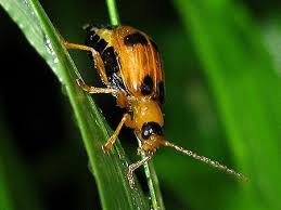 Attēlu rezultāti vaicājumam “Phyllobrotica quadrimaculata”