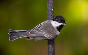 Image result for Poecile montana