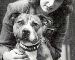 Image result for Staffordshire Stallions