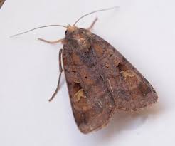 Attēlu rezultāti vaicājumam “Diarsia brunnea”