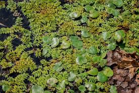 Attēlu rezultāti vaicājumam “Hydrocharis morsus-ranae leaf”
