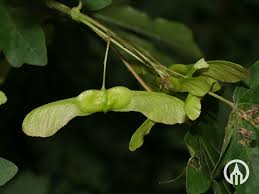 Attēlu rezultāti vaicājumam “Acer campestre fruit”