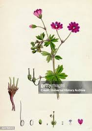 Attēlu rezultāti vaicājumam “Geranium pyrenaicum flower”