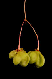 Attēlu rezultāti vaicājumam “Euonymus verrucosus fruit”