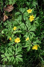 Attēlu rezultāti vaicājumam “Anemone ranunculoides leaf”