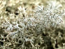 Attēlu rezultāti vaicājumam “Cladonia rangiferina”