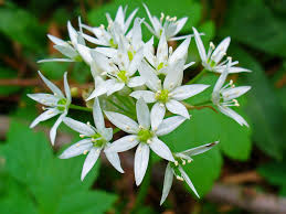 Attēlu rezultāti vaicājumam “Allium ursinum flower”