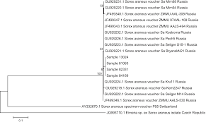 Attēlu rezultāti vaicājumam “Sorex sp.”