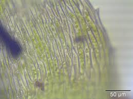 Attēlu rezultāti vaicājumam “Eurhynchium hians”