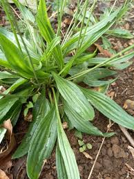 Attēlu rezultāti vaicājumam “Plantago lanceolata leaf”