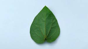 Attēlu rezultāti vaicājumam “Salix pentandra leaf”