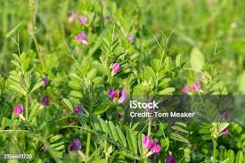 Attēlu rezultāti vaicājumam “Vicia sativa flower”